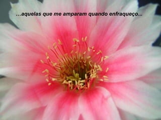 …aquelas que me amparam quando enfraqueço...

 