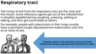 Respiratory tract
The routes of exit from the respiratory tract are the nose and
the mouth. Some infectious agents get out of the infected host
in droplets expelled during coughing, sneezing, spitting or
talking, and then get transmitted to others.
For example, people with tuberculosis in their lungs usually
have a persistent cough; Mycobacterium tuberculosis uses this
as its route of exit.
Infectious agents in the respiratory tract can exit from
infected hosts during coughing and be transmitted to others.
 