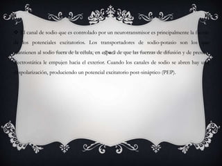  El canal de sodio que es controlado por un neurotransmisor es principalmente la fuente
de los potenciales excitatorios. Los transportadores de sodio-potasio son los que
mantienen al sodio fuera de la célula, en espera de que las fuerzas de difusión y de presión
electrostática le empujen hacia el exterior. Cuando los canales de sodio se abren hay una
despolarización, produciendo un potencial excitatorio post-sináptico (PEP).
 