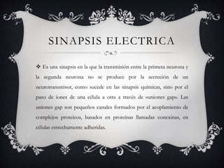 SINAPSIS ELECTRICA
 Es una sinapsis en la que la transmisión entre la primera neurona y
la segunda neurona no se produce por la secreción de un
neurotransmisor, como sucede en las sinapsis químicas, sino por el
paso de iones de una célula a otra a través de «uniones gap». Las
uniones gap son pequeños canales formados por el acoplamiento de
complejos proteicos, basados en proteínas llamadas conexinas, en
células estrechamente adheridas.
 