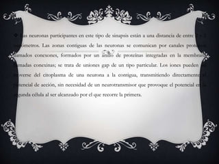  Las neuronas participantes en este tipo de sinapsis están a una distancia de entre 2 y 3
nanómetros. Las zonas contiguas de las neuronas se comunican por canales proteicos
llamados conexones, formados por un anillo de proteínas integradas en la membrana
llamadas conexinas; se trata de uniones gap de un tipo particular. Los iones pueden así
moverse del citoplasma de una neurona a la contigua, transmitiendo directamente el
potencial de acción, sin necesidad de un neurotransmisor que provoque el potencial en la
segunda célula al ser alcanzado por el que recorre la primera.
 