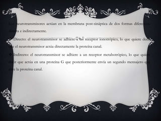 Los neurotransmisores actúan en la membrana post-sináptica de dos formas diferentes:
directa e indirectamente.
 Directo: el neurotransmisor se adhiere a un receptor ionotrópico, lo que quiere decir
que el neurotransmisor actúa directamente la proteína canal.
 Indirecto: el neurotransmisor se adhiere a un receptor metabotrópico, lo que quiere
decir que actúa en una proteína G que posteriormente envía un segundo mensajero que
abre la proteína canal.
 