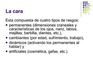 La cara Esta compuesta de cuatro tipos de rasgos:  permanentes (dimensiones craneales y características de los ojos, nariz, labios, mejillas, barbilla, dientes, etc.),  cambiantes (por edad, sufrimiento, trabajo),  dinámicos (activando los permanentes al hablar) y  artificiales (cosmética, gafas, etc.) 