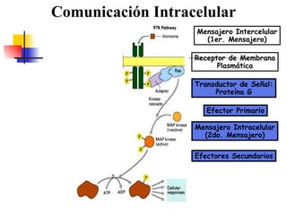 Comunicación Intracelular Mensajero Intercelular (1er. Mensajero) Receptor de Membrana Plasmática Transductor de Señal: Proteína G Efector   Primario Mensajero   Intracelular (2do. Mensajero) Efectores Secundarios 