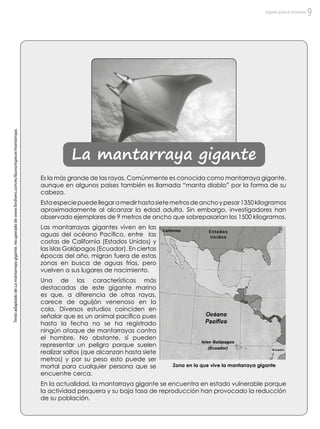 La mantarraya gigante
Es la más grande de las rayas. Comúnmente es conocida como mantarraya gigante,
aunque en algunos países también es llamada “manta diablo” por la forma de su
cabeza.
Estaespeciepuedellegaramedirhastasietemetrosdeanchoypesar1350kilogramos
aproximadamente al alcanzar la edad adulta. Sin embargo, investigadores han
observado ejemplares de 9 metros de ancho que sobrepasarían los 1500 kilogramos.
Las mantarrayas gigantes viven en las
aguas del océano Pacífico, entre las
costas de California (Estados Unidos) y
las islas Galápagos (Ecuador). En ciertas
épocas del año, migran fuera de estas
zonas en busca de aguas frías, pero
vuelven a sus lugares de nacimiento.
Una de las características más
destacadas de este gigante marino
es que, a diferencia de otras rayas,
carece de aguijón venenoso en la
cola. Diversos estudios coinciden en
señalar que es un animal pacífico pues
hasta la fecha no se ha registrado
ningún ataque de mantarrayas contra
el hombre. No obstante, sí pueden
representar un peligro porque suelen
realizar saltos (que alcanzan hasta siete
metros) y por su peso esto puede ser
mortal para cualquier persona que se
encuentre cerca.
En la actualidad, la mantarraya gigante se encuentra en estado vulnerable porque
la actividad pesquera y su baja tasa de reproducción han provocado la reducción
de su población.
Zona en la que vive la mantarraya gigante
TextoadaptadodeLamantarrayagigante,recuperadodewww.fordivers.com/es/fauna/especie/mantarraya.
Segundogradodesecundaria 9
 