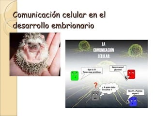 Comunicación celular en el desarrollo embrionario 