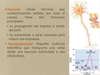Neurona: Célula nerviosa que recibe/transmite señales por todo el cuerpo. Tiene dos funciones principales: La propagación del impulso a través del axón.Su transmisión a otras neuronas para inducir una respuesta. Neurotransmisor: Pequeña molécula hidrofílica que transporta una señal desde una neurona estimulada a una célula diana.