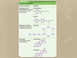 Las células o tejidos blanco poseen receptores que reconocen exclusivamente los diferentes tipos de moléculas hormonales. Una célula puede tener distintos tipos de receptores, y así reconocer diferentes hormonas. Así un receptor reconoce exclusivamente una hormona. Líquido intersticialLa hormona NO afectaCapilarLa hormona SÍ afecta