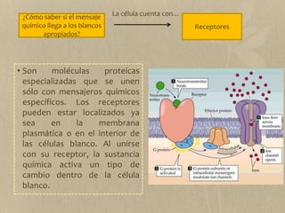 La célula cuenta con…¿Cómo saber si el mensaje químico llega a los blancos apropiados?ReceptoresSon moléculas proteicas especializadas que se unen sólo con mensajeros químicos específicos. Los receptores pueden estar localizados ya sea en la membrana plasmática o en el interior de las células blanco. Al unirse con su receptor, la sustancia química activa un tipo de cambio dentro de la célula blanco.