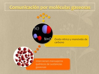 Comunicación nerviosa (sináptica)