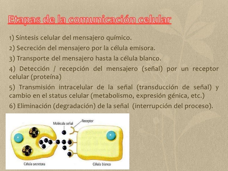 Comunicación celular