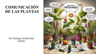 COMUNICACIÓN
DE LAS PLANTAS
Por: Rodrigo Tarrillo Paul
Charles
 