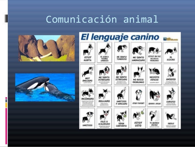 Diferencia Entre Comunicacion Animal Y Humana es.slideshare.net