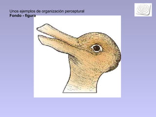 Unos ejemplos de organización perceptural  Fondo - figura 