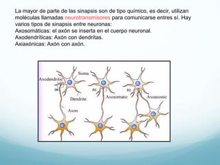 Comunicación neuronal | PPT