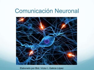 Comunicación Neuronal Elaborado por Biol. Víctor I. Galicia López 