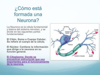 ¿Cómo está formada una Neurona?<br />La Neurona es la célula fundamental y básica del sistema nervioso, y se divide en las...