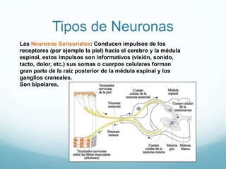 Tipos de Neuronas<br />Las Neuronas Sensoriales: Conducen impulsos de los receptores (por ejemplo la piel) hacia el cerebr...