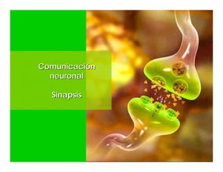 ComunicaciComunicacióónn
neuronalneuronal
SinapsisSinapsis
 
