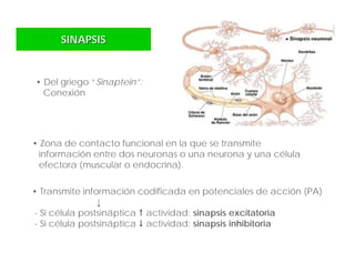 • Zona de contacto funcional en la que se transmite
información entre dos neuronas o una neurona y una célula
efectora (muscular o endocrina).
• Del griego “Sinaptein”:
Conexión
• Transmite información codificada en potenciales de acción (PA)
↓
- Si célula postsináptica  actividad: sinapsis excitatoria
- Si célula postsináptica  actividad: sinapsis inhibitoria
SINAPSISSINAPSIS
 