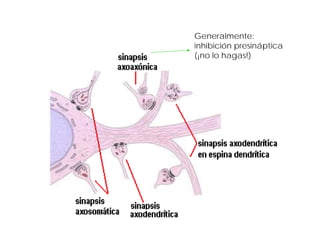 Generalmente:
inhibición presináptica
(¡no lo hagas!)
 