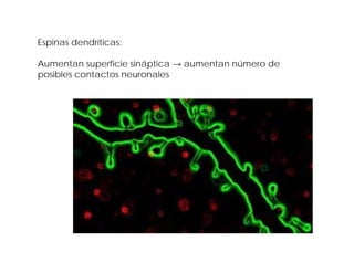 Espinas dendríticas:
Aumentan superficie sináptica → aumentan número de
posibles contactos neuronales
 