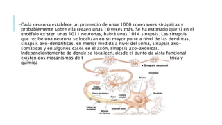 •Cada neurona establece un promedio de unas 1000 conexiones sinápticas y
probablemente sobre ella recaen unas 10 veces más...