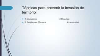 Técnicas para prevenir la invasión de
territorio
 1. Marcadores 2.Etiquetas
 3. Despliegues Ofensivos 4.Inamovilidad
 