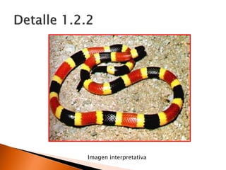 Imagen interpretativa
 