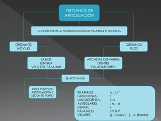 ORGANOS DE
ARTICULACIÓN
INTERVIENEN EN LA PRONUNCIACIÓN DE PALABRAS O FONEMAS
ORGANOS
MÓVILES
ORGANOS
FIJOS
LABIOS
LENGUA
VELO DEL PALADAR
ARCADAS DENTARIAS
DIENTES
PALADAR DURO
SE APOYAN EN
CREA PUNTO DE
ARTICULACIÓN Y
SEGÚN SU PUNTO
BILABIALES p, b, m
LABIODENTAL f
LINGUODENTAL t, d
ALVEOLARES l, n, r, rr
DENTAL s
PALATALES ch. ll, ñ
VELARES g , (suave) j, c, (fuerte)
 