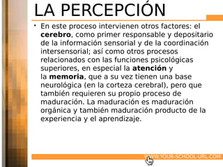 LA PERCEPCIÓN
• En este proceso intervienen otros factores: el
  cerebro, como primer responsable y depositario
  de la información sensorial y de la coordinación
  intersensorial; así como otros procesos
  relacionados con las funciones psicológicas
  superiores, en especial la atención y
  la memoria, que a su vez tienen una base
  neurológica (en la corteza cerebral), pero que
  también requieren su propio proceso de
  maduración. La maduración es maduración
  orgánica y también maduración producto de la
  experiencia y el aprendizaje.




                              WWW.YOUR-SCHOOL-URL.COM
 