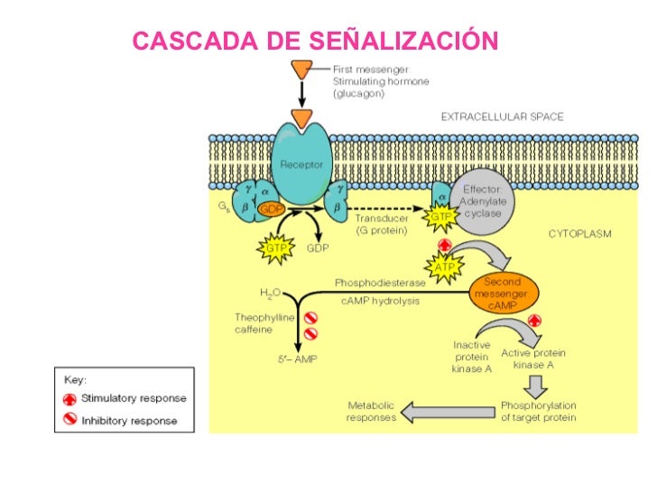 Comunicacion Celular