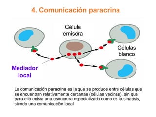 4. Comunicación paracrina
Mediador
local
Célula
emisora
Células
blanco
La comunicación paracrina es la que se produce entre células que
se encuentran relativamente cercanas (células vecinas), sin que
para ello exista una estructura especializada como es la sinapsis,
siendo una comunicación local
 