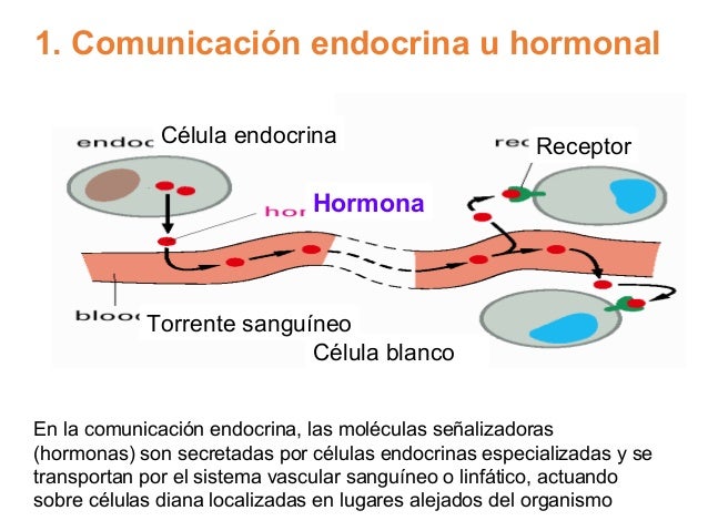 Tipos de comunicación celular