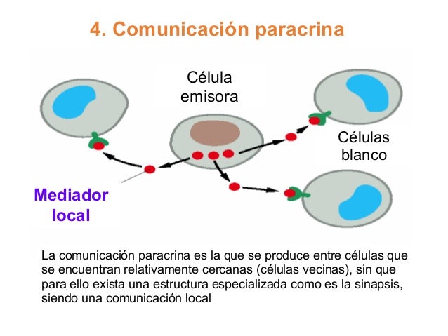 Tipos de comunicación celular