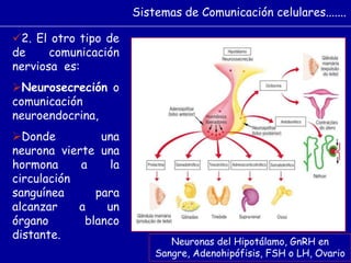2. El otro tipo de
de comunicación
nerviosa es:
Neurosecreción o
comunicación
neuroendocrina,
Donde una
neurona vierte una
hormona a la
circulación
sanguínea para
alcanzar a un
órgano blanco
distante.
Sistemas de Comunicación celulares.......
Neuronas del Hipotálamo, GnRH en
Sangre, Adenohipófisis, FSH o LH, Ovario
 