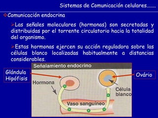 Comunicación endocrina
Las señales moleculares (hormonas) son secretadas y
distribuidas por el torrente circulatorio hacia la totalidad
del organismo.
Estas hormonas ejercen su acción reguladora sobre las
células blanco localizadas habitualmente a distancias
considerables.
Sistemas de Comunicación celulares.......
Glándula
Hipófisis
Ovário
 