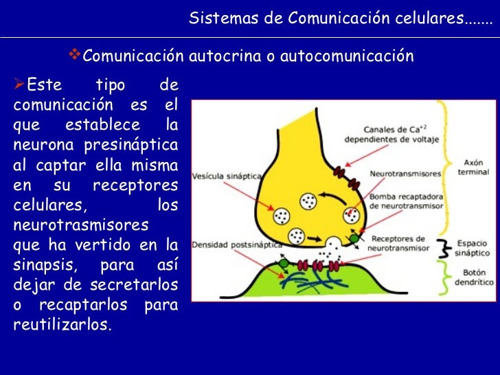 Comunicacion celular