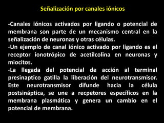 Señalización por canales iónicos 
-Canales iónicos activados por ligando o potencial de 
membrana son parte de un mecanismo central en la 
señalización de neuronas y otras células. 
-Un ejemplo de canal iónico activado por ligando es el 
receptor ionotrópico de acetilcolina en neuronas y 
miocitos. 
-La llegada del potencial de acción al terminal 
presinaptico gatilla la liberación del neurotransmisor. 
Este neurotransmisor difunde hacia la célula 
postsináptica, se une a recpetores específicos en la 
membrana plasmática y genera un cambio en el 
potencial de membrana. 
 