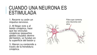 CUANDO UNA NEURONA ES
ESTIMULADA
1. Recorre su axón un
impulso nervioso.
2. Al llegar este a al
botón sináptico, hace
que las vesículas
sinápticas (pequeños
globos situados dentro
del botón), se fundan en
la superficie del botón y
3. liberen su contenido a
través de la hendidura
sináptica.
Fibra que conecta
una neurona con
otra
 
