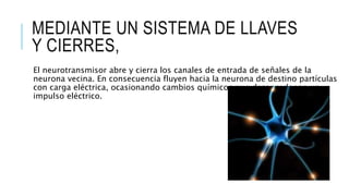 MEDIANTE UN SISTEMA DE LLAVES
Y CIERRES,
El neurotransmisor abre y cierra los canales de entrada de señales de la
neurona vecina. En consecuencia fluyen hacia la neurona de destino partículas
con carga eléctrica, ocasionando cambios químicos que desencadenan un
impulso eléctrico.
 