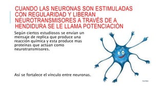 CUANDO LAS NEURONAS SON ESTIMULADAS
CON REGULARIDAD Y LIBERAN
NEUROTRANSMISORES A TRAVÉS DE A
HENDIDURA SE LE LLAMA POTENCIACIÓN
Según ciertos estudiosos se envían un
mensaje de replica que produce una
reacción química y esta produce mas
proteínas que actúan como
neurotransmisores.
Así se fortalece el vínculo entre neuronas.
 
