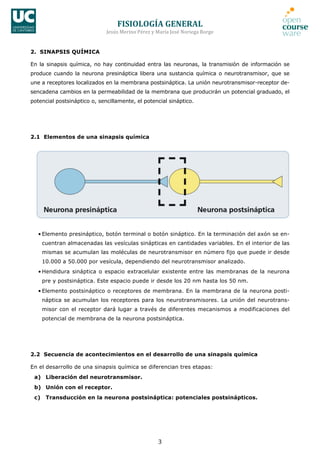 FISIOLOGÍA	
  GENERAL	
  
Jesús	
  Merino	
  Pérez	
  y	
  María	
  José	
  Noriega	
  Borge	
  
3	
  
2. SINAPSIS QUÍMICA
En la sinapsis química, no hay continuidad entra las neuronas, la transmisión de información se
produce cuando la neurona presináptica libera una sustancia química o neurotransmisor, que se
une a receptores localizados en la membrana postsináptica. La unión neurotransmisor-receptor de-
sencadena cambios en la permeabilidad de la membrana que producirán un potencial graduado, el
potencial postsináptico o, sencillamente, el potencial sináptico.
2.1 Elementos de una sinapsis química
• Elemento presináptico, botón terminal o botón sináptico. En la terminación del axón se en-
cuentran almacenadas las vesículas sinápticas en cantidades variables. En el interior de las
mismas se acumulan las moléculas de neurotransmisor en número fijo que puede ir desde
10.000 a 50.000 por vesícula, dependiendo del neurotransmisor analizado.
• Hendidura sináptica o espacio extracelular existente entre las membranas de la neurona
pre y postsináptica. Este espacio puede ir desde los 20 nm hasta los 50 nm.
• Elemento postsináptico o receptores de membrana. En la membrana de la neurona posti-
náptica se acumulan los receptores para los neurotransmisores. La unión del neurotrans-
misor con el receptor dará lugar a través de diferentes mecanismos a modificaciones del
potencial de membrana de la neurona postsináptica.
2.2 Secuencia de acontecimientos en el desarrollo de una sinapsis química
En el desarrollo de una sinapsis química se diferencian tres etapas:
a) Liberación del neurotransmisor.
b) Unión con el receptor.
c) Transducción en la neurona postsináptica: potenciales postsinápticos.
 