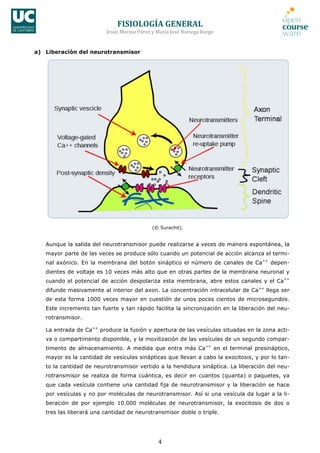 FISIOLOGÍA	
  GENERAL	
  
Jesús	
  Merino	
  Pérez	
  y	
  María	
  José	
  Noriega	
  Borge	
  
4	
  
a) Liberación del neurotransmisor
(© Surachit).
Aunque la salida del neurotransmisor puede realizarse a veces de manera espontánea, la
mayor parte de las veces se produce sólo cuando un potencial de acción alcanza el termi-
nal axónico. En la membrana del botón sináptico el número de canales de Ca++
depen-
dientes de voltaje es 10 veces más alto que en otras partes de la membrana neuronal y
cuando el potencial de acción despolariza esta membrana, abre estos canales y el Ca++
difunde masivamente al interior del axon. La concentración intracelular de Ca++
llega ser
de esta forma 1000 veces mayor en cuestión de unos pocos cientos de microsegundos.
Este incremento tan fuerte y tan rápido facilita la sincronización en la liberación del neu-
rotransmisor.
La entrada de Ca++
produce la fusión y apertura de las vesículas situadas en la zona acti-
va o compartimento disponible, y la movilización de las vesículas de un segundo compar-
timento de almacenamiento. A medida que entra más Ca++
en el terminal presináptico,
mayor es la cantidad de vesículas sinápticas que llevan a cabo la exocitosis, y por lo tan-
to la cantidad de neurotransmisor vertido a la hendidura sináptica. La liberación del neu-
rotransmisor se realiza de forma cuántica, es decir en cuantos (quanta) o paquetes, ya
que cada vesícula contiene una cantidad fija de neurotransmisor y la liberación se hace
por vesículas y no por moléculas de neurotransmisor. Así si una vesícula da lugar a la li-
beración de por ejemplo 10.000 moléculas de neurotransmisor, la exocitosis de dos o
tres las liberará una cantidad de neurotransmisor doble o triple.
 