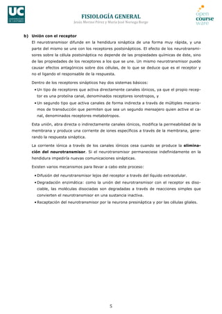 FISIOLOGÍA	
  GENERAL	
  
Jesús	
  Merino	
  Pérez	
  y	
  María	
  José	
  Noriega	
  Borge	
  
5	
  
b) Unión con el receptor
El neurotransmisor difunde en la hendidura sináptica de una forma muy rápida, y una
parte del mismo se une con los receptores postsinápticos. El efecto de los neurotransmi-
sores sobre la célula postsináptica no depende de las propiedades químicas de éste, sino
de las propiedades de los receptores a los que se une. Un mismo neurotransmisor puede
causar efectos antagónicos sobre dos células, de lo que se deduce que es el receptor y
no el ligando el responsable de la respuesta.
Dentro de los receptores sinápticos hay dos sistemas básicos:
• Un tipo de receptores que activa directamente canales iónicos, ya que el propio recep-
tor es una proteína canal, denominados receptores ionotropos, y
• Un segundo tipo que activa canales de forma indirecta a través de múltiples mecanis-
mos de transducción que permiten que sea un segundo mensajero quien active el ca-
nal, denominados receptores metabotropos.
Esta unión, abra directa o indirectamente canales iónicos, modifica la permeabilidad de la
membrana y produce una corriente de iones específicos a través de la membrana, gene-
rando la respuesta sináptica.
La corriente iónica a través de los canales iónicos cesa cuando se produce la elimina-
ción del neurotransmisor. Si el neurotransmisor permaneciese indefinidamente en la
hendidura impediría nuevas comunicaciones sinápticas.
Existen varios mecanismos para llevar a cabo este proceso:
• Difusión del neurotransmisor lejos del receptor a través del líquido extracelular.
• Degradación enzimática: como la unión del neurotransmisor con el receptor es diso-
ciable, las moléculas disociadas son degradadas a través de reacciones simples que
convierten el neurotransmisor en una sustancia inactiva.
• Recaptación del neurotransmisor por la neurona presináptica y por las células gliales.
 