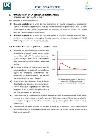 FISIOLOGÍA	
  GENERAL	
  
Jesús	
  Merino	
  Pérez	
  y	
  María	
  José	
  Noriega	
  Borge	
  
6	
  
3. TRANSDUCCIÓN EN LA NEURONA POSTSINÁPTICA:
POTENCIALES POSTSINÁPTICOS
Hay dos tipos de sinapsis químicas:
1) Sinapsis excitatoria: la unión del neurotransmisor al receptor produce una despolariza-
ción de la membrana postsináptica llamada potencial excitatorio postsinático, PEPS. El PEPS
es un potencial electrotónico o graduado; su amplitud depende del número de canales
abiertos y se propaga con decremento.
2) Sinapsis inhibitoria: la unión del neurotransmisor al receptor produce una hiperpolari-
zación de la membrana postsináptica llamada potencial inhibitorio postsináptico, PIPS. El
PIPS es igualmente un potencial graduado.
3.1 Características de los potenciales postsinápticos
a) Amplitud: los potenciales postsinápticos son
de pequeña amplitud, ya que pueden medir
entre 0,2 a 0,4 mV. Normalmente se re-
quieren múltiples potenciales postsinápticos
para que la neurona postsináptica alcance el
umbral.
b) Duración: a diferencia de los potenciales de
acción que tienen un desarrollo temporal muy
rápido, los potenciales postsinápticos pre-
sentan una duración muy larga, por término
medio pueden durar unos 15 mseg.
c) Retardo o retraso sináptico: desde la llega-
da del potencial de acción al terminal presi-
náptico hasta que se producen los cambios
de potencial en la membrana postsináptica
hay una latencia de 0,3 a 0,5 ms.
d) Fatiga sináptica: la respuesta postsináptica va declinando en amplitud pudiendo llegar a des-
aparecer si la frecuencia de potenciales de acción de la neurona presináptica es muy alta. Es-
to es debido al agotamiento del neurotransmisor, ya que si se aplica externamente la sinap-
sis responde.
e) Dependencia del medio externo, las sinapsis química por el hecho de utilizar una sustancia
que ha de recorrer el espacio extracelular está sometida a las influencias que se puedan pro-
ducir en dicho medio.
The depolarization caused by a synaptic
response is called an excitatory
postsynaptic potential (EPSP) (© Nrets).
 