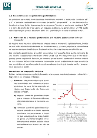 FISIOLOGÍA	
  GENERAL	
  
Jesús	
  Merino	
  Pérez	
  y	
  María	
  José	
  Noriega	
  Borge	
  
7	
  
3.2 Bases iónicas de los potenciales postsinápticos
La generación de un PEPS puede obtenerse normalmente mediante la apertura de canales de Na+
y K+
, la fuerza de conducción es mucho mayor para el Na+
que para el K+
, lo cual provoca un flu-
jo neto de entrada de Na+
despolarizando la membrana. También la apertura de canales de Ca++
o el cierre de canales de K+
da lugar a un respuesta excitatoria. La generación de un PIPS puede
realizarse bien por apertura de canales de Cl-
o K+
y también por el cierre de canales de Na+
.
3.3 Activación de la neurona postsináptica o la neurona postsináptica como un
integrador
La mayoría de las neuronas tiene miles de sinapsis sobre su membrana, y probablemente, cientos
de ellas están activas simultáneamente. En un momento dado, por tanto, el potencial de membrana
de una neurona depende del número de sinapsis activas, tanto excitatorias como inhibitorias.
Los potenciales postsinápticos presentan una amplitud muy pequeña. Para que la membrana de
una neurona se despolarice hasta el valor umbral (de 15 a 25 mV. más positivo que el valor de re-
poso) y genere un potencial de acción, es necesario que se “sumen” los efectos de muchas sinapsis
de tipo excitador. Así sobre la membrana postsináptica se van produciendo procesos sumatorios
que permitirá (o no) que el potencial de membrana alcance el umbral de despolarización y se gene-
re un potencial de acción.
Mecanismos de integración sináptica
Existen varios mecanismos mediante los cuales una neurona postsináptica puede realizar la in-
tegración de las entradas sinápticas:
1) Sumación. Este proceso implica que la neu-
rona postsináptica esta realizando un proce-
so continuo de suma de los potenciales si-
nápticos que llegan hasta ella. Existen dos
tipos de sumación.
a) Espacial: cuando los potenciales sinápti-
cos se producen de forma simultánea en
diferentes regiones de la membrana neu-
ronal.
b) Temporal: cuando los potenciales sináp-
ticos se producen en la misma región de
membrana, pero se suman en el tiempo
ya que aprovechando su larga duración
se genera un potencial sináptico sin ha-
ber concluido el anterior, es decir sin que
la membrana haya vuelto a su valor de
reposo.
Synaptic Integration Diagram shows
electrical response of a neuron to multiple
synaptic inputs. Synaptic responses
summate in order to bring the postsynaptic
neuron to fire an action potential (© Nrets).
 