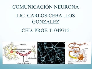 COMUNICACIÓN NEURONA
LIC. CARLOS CEBALLOS
GONZÁLEZ
CED. PROF. 11049715
 