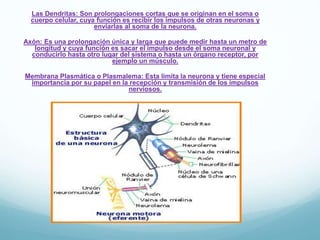 Las Dendritas: Son prolongaciones cortas que se originan en el soma o
cuerpo celular, cuya función es recibir los impulsos de otras neuronas y
enviarlas al soma de la neurona.
Axón: Es una prolongación única y larga que puede medir hasta un metro de
longitud y cuya función es sacar el impulso desde el soma neuronal y
conducirlo hasta otro lugar del sistema o hasta un órgano receptor, por
ejemplo un músculo.
Membrana Plasmática o Plasmalema: Esta limita la neurona y tiene especial
importancia por su papel en la recepción y transmisión de los impulsos
nerviosos.
 