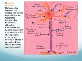 Neuronas
Motoras.-
Conducen los
impulsos del
cerebro y la médula
espinal hasta los
receptores
(ejemplo, los
músculos y
glándulas
exocrinas) o sea,
en sentido contrario
a las sensitivas. Es
el componente
motor de los
nervios espinales y
craneales. Estas
células nerviosas
son multipolares.
 